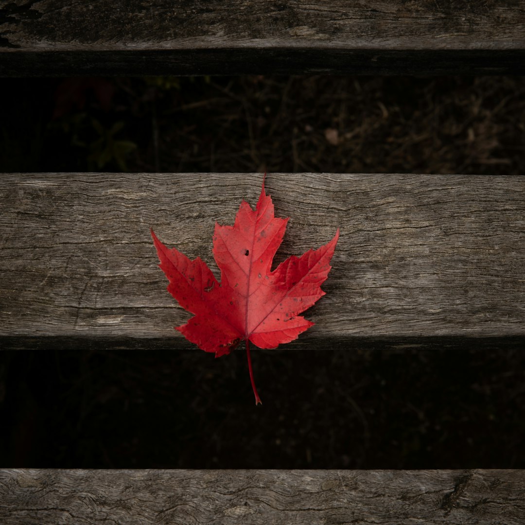 red maple leaf on brown wooden plank