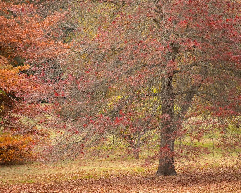 red and brown trees on brown grass field during daytime