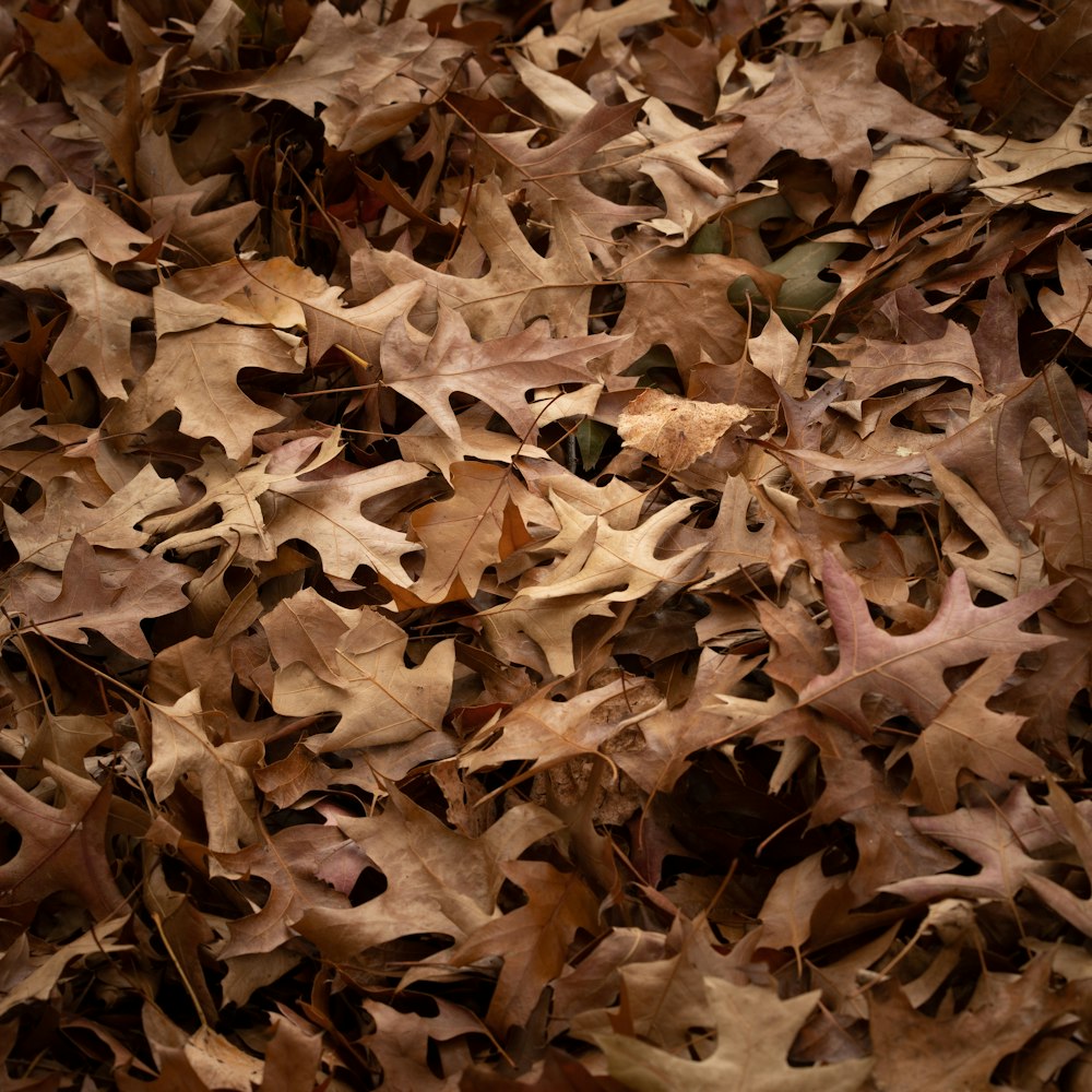 brown dried leaves on ground