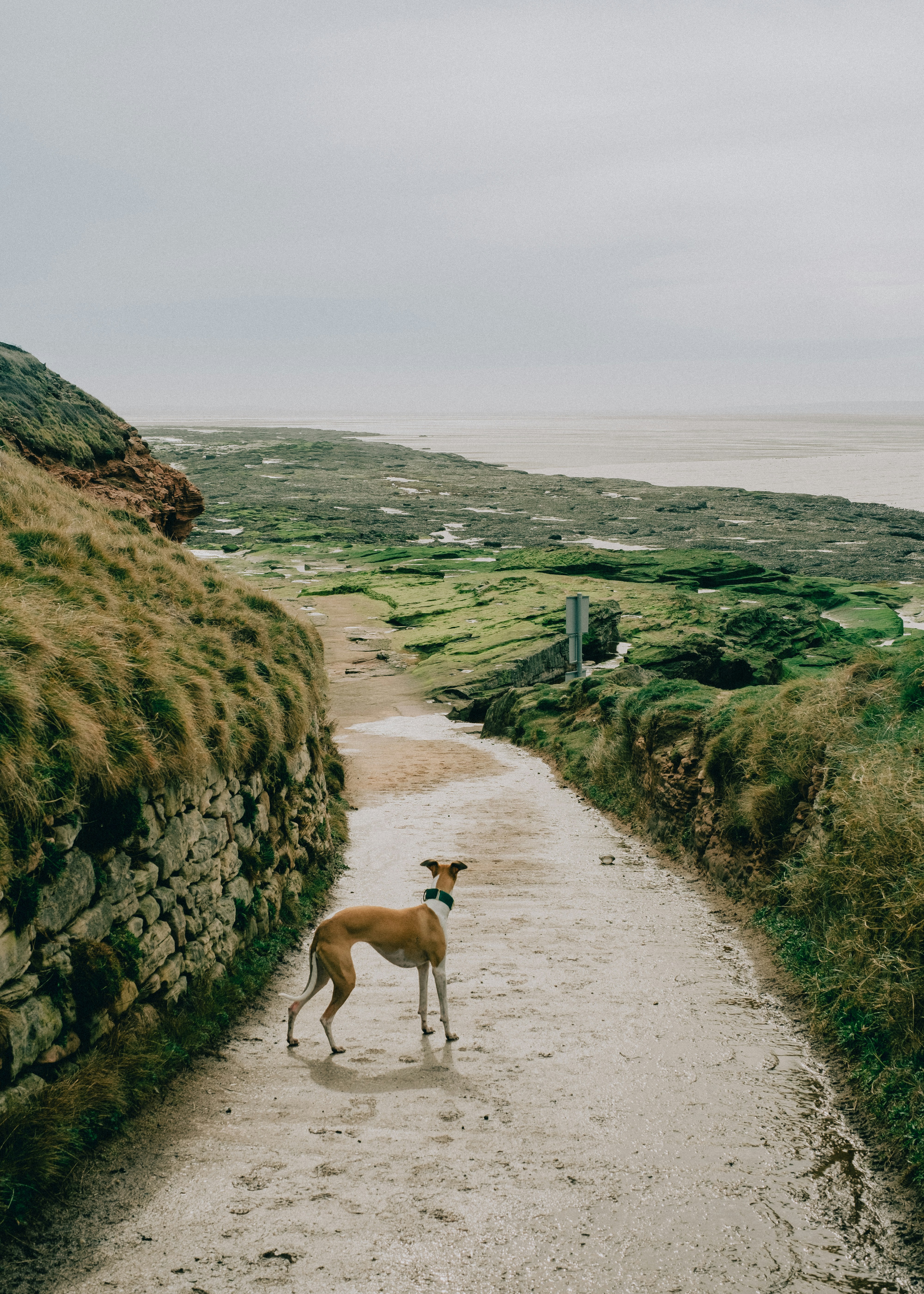 Whippet Offlead on a path in the countryside