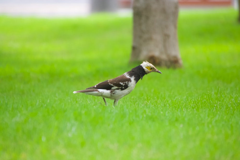 black and white bird on brown tree trunk during daytime