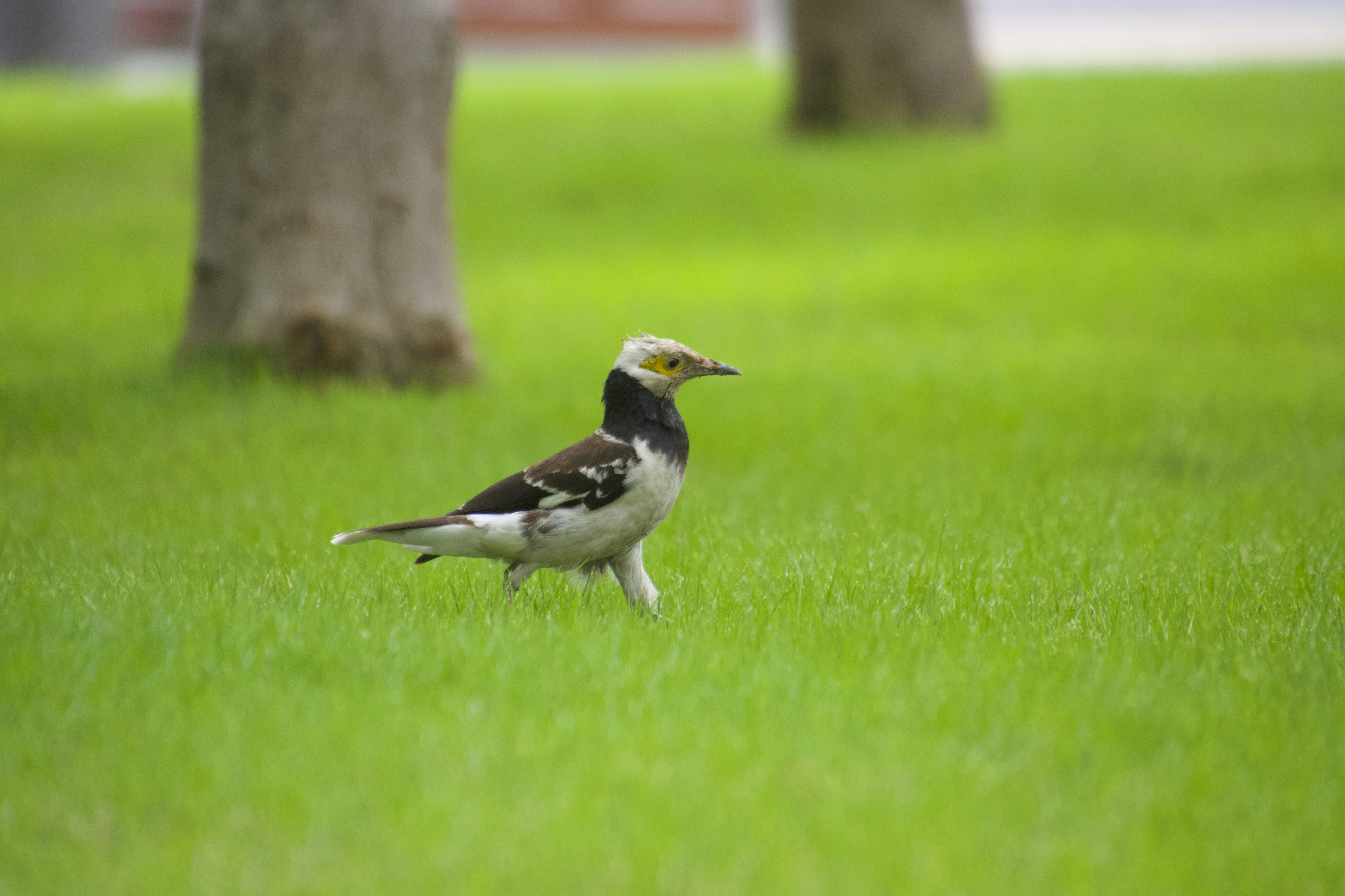 Réussir avec l’IA agentique dans un monde qui ne fonctionne pas selon ses règles