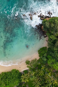 aerial view of green trees beside body of water during daytime