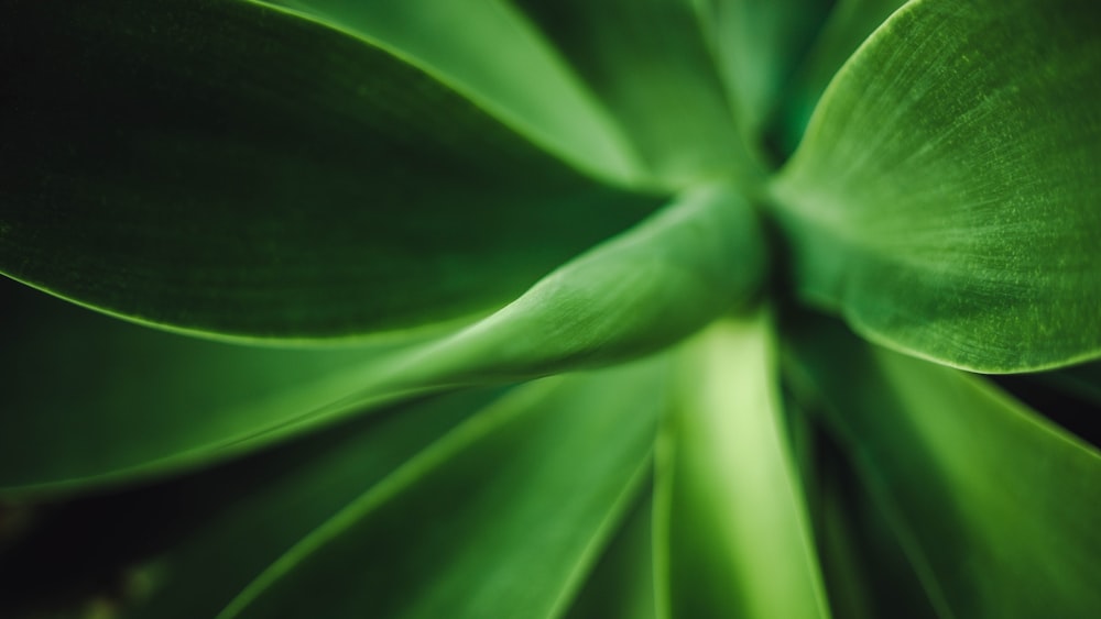 green leaf plant in close up photography