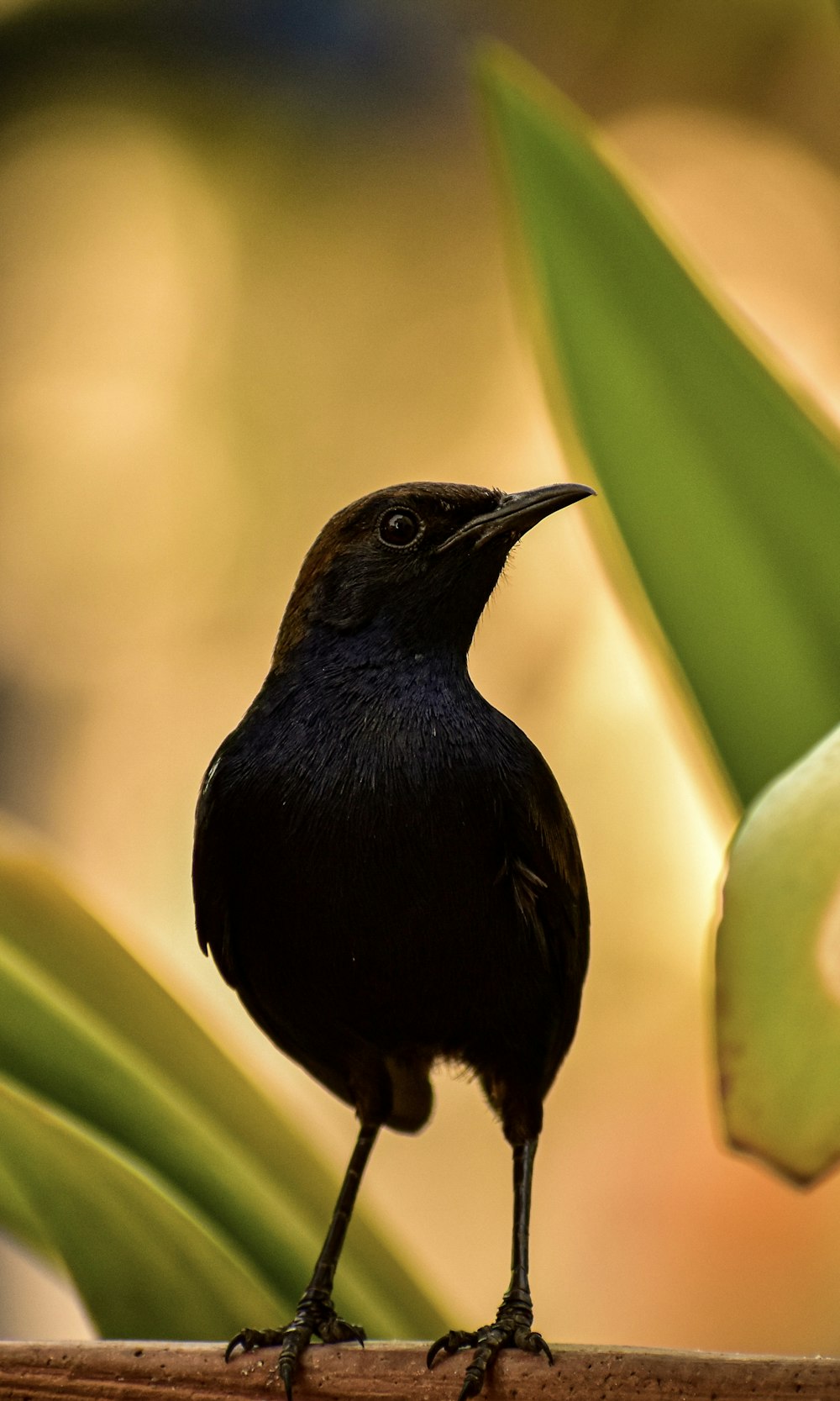 Schwarzer Vogel auf grüner Pflanze