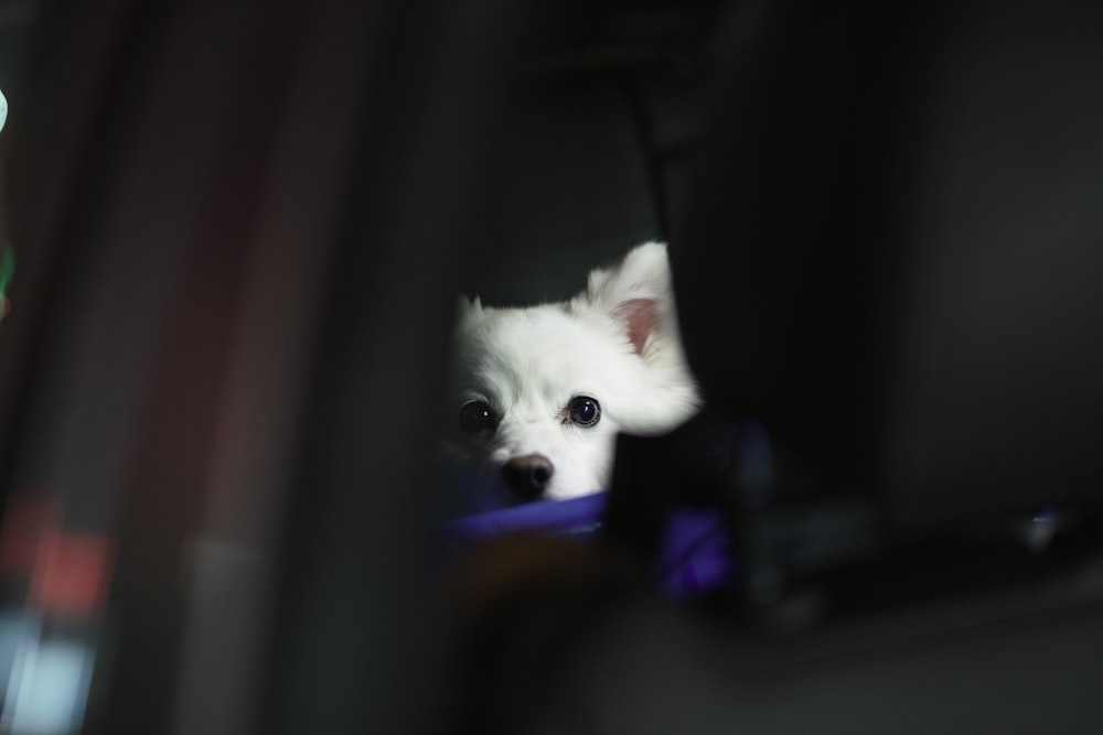 white pomeranian puppy on black textile