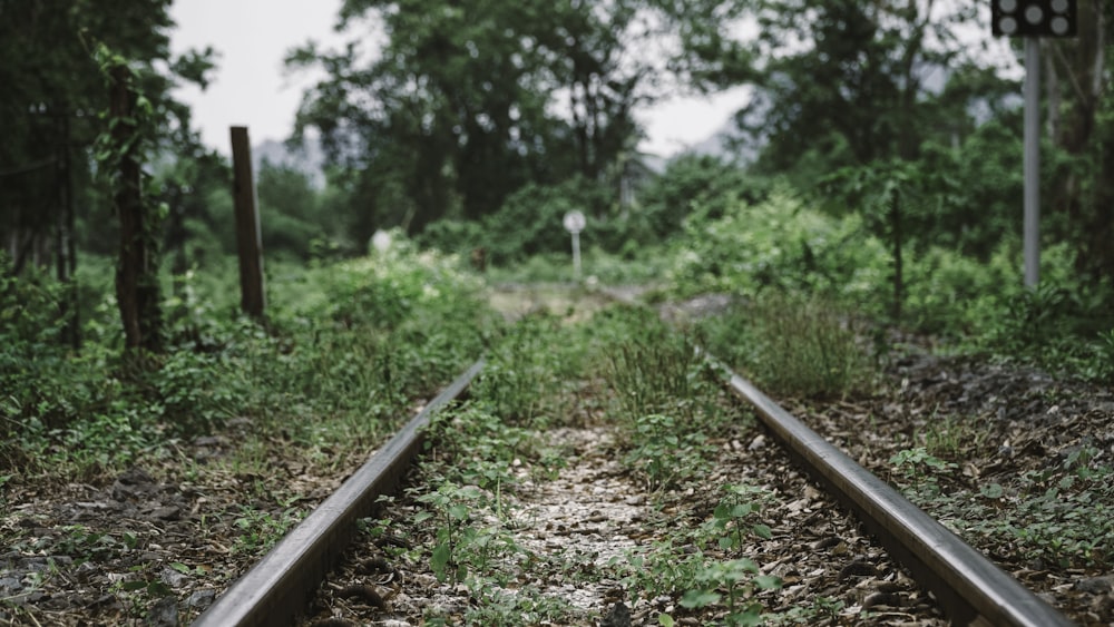 trilho de trem marrom cercado por árvores verdes durante o dia