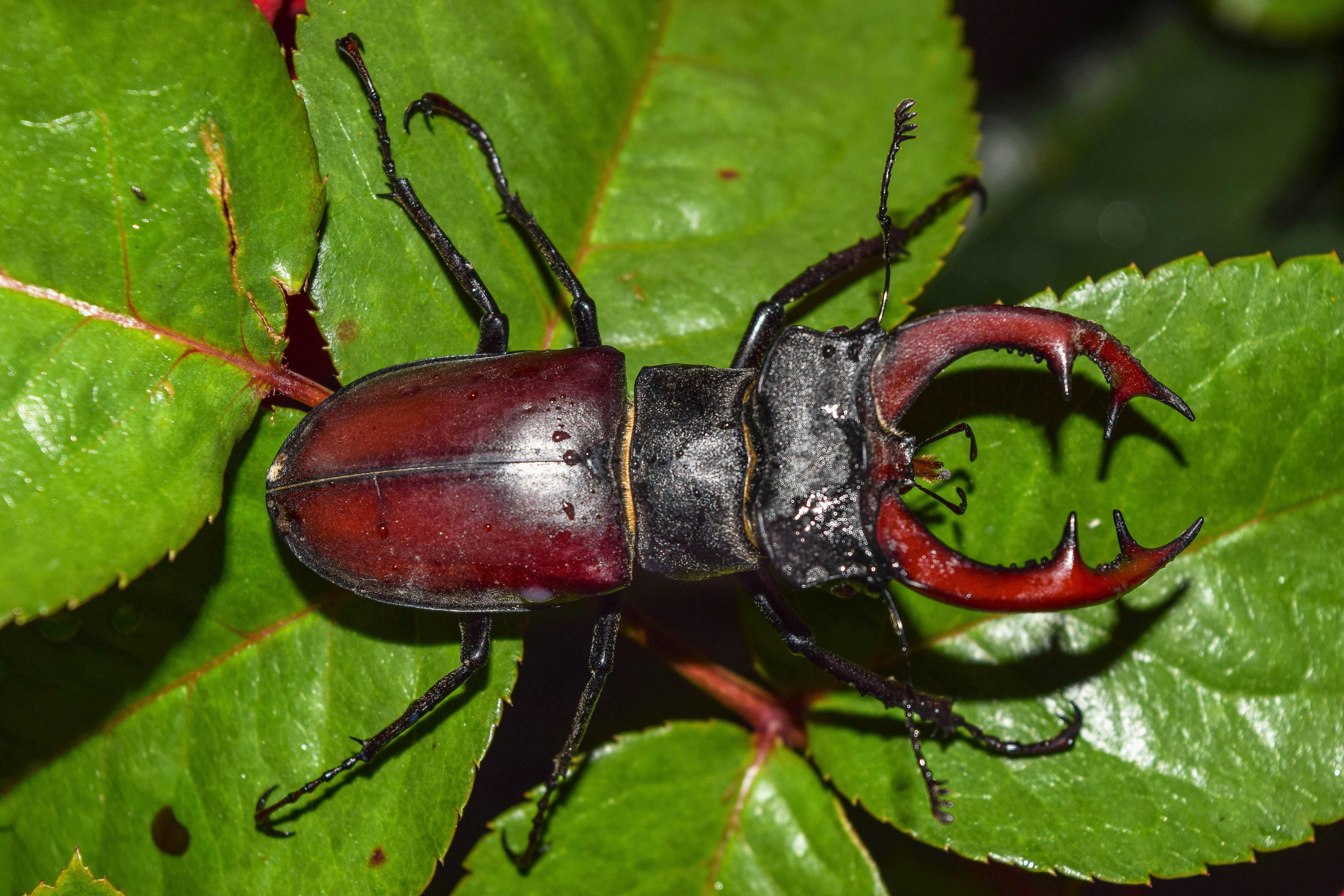 Extinct species of insects in Ukraine. Stag beetle. A very rare phenomenon that I was once lucky enought to capture.