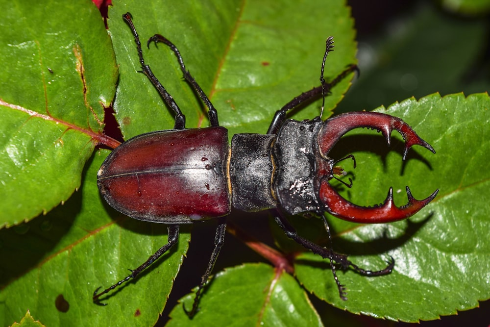 brown beetle on green leaf