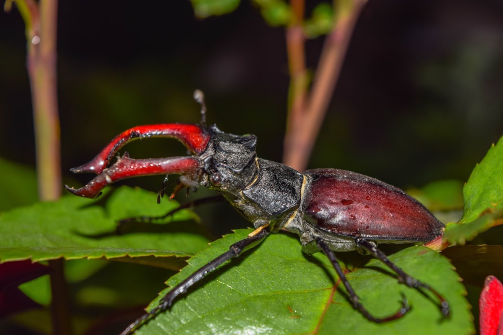 Gros plan d’un insecte sur une feuille