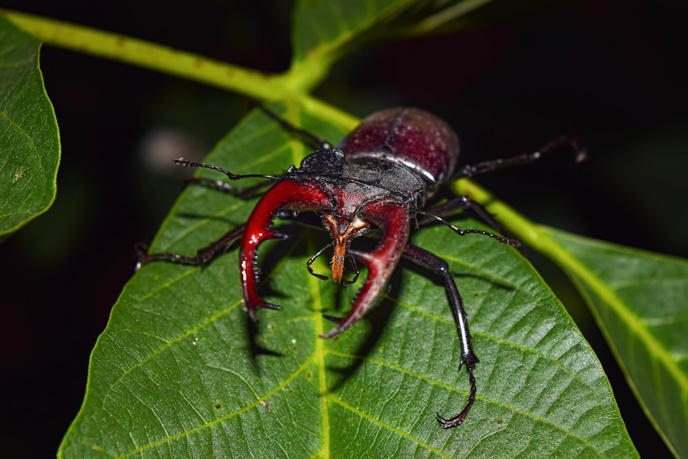 Un primo piano di un insetto rosso e nero su una foglia verde