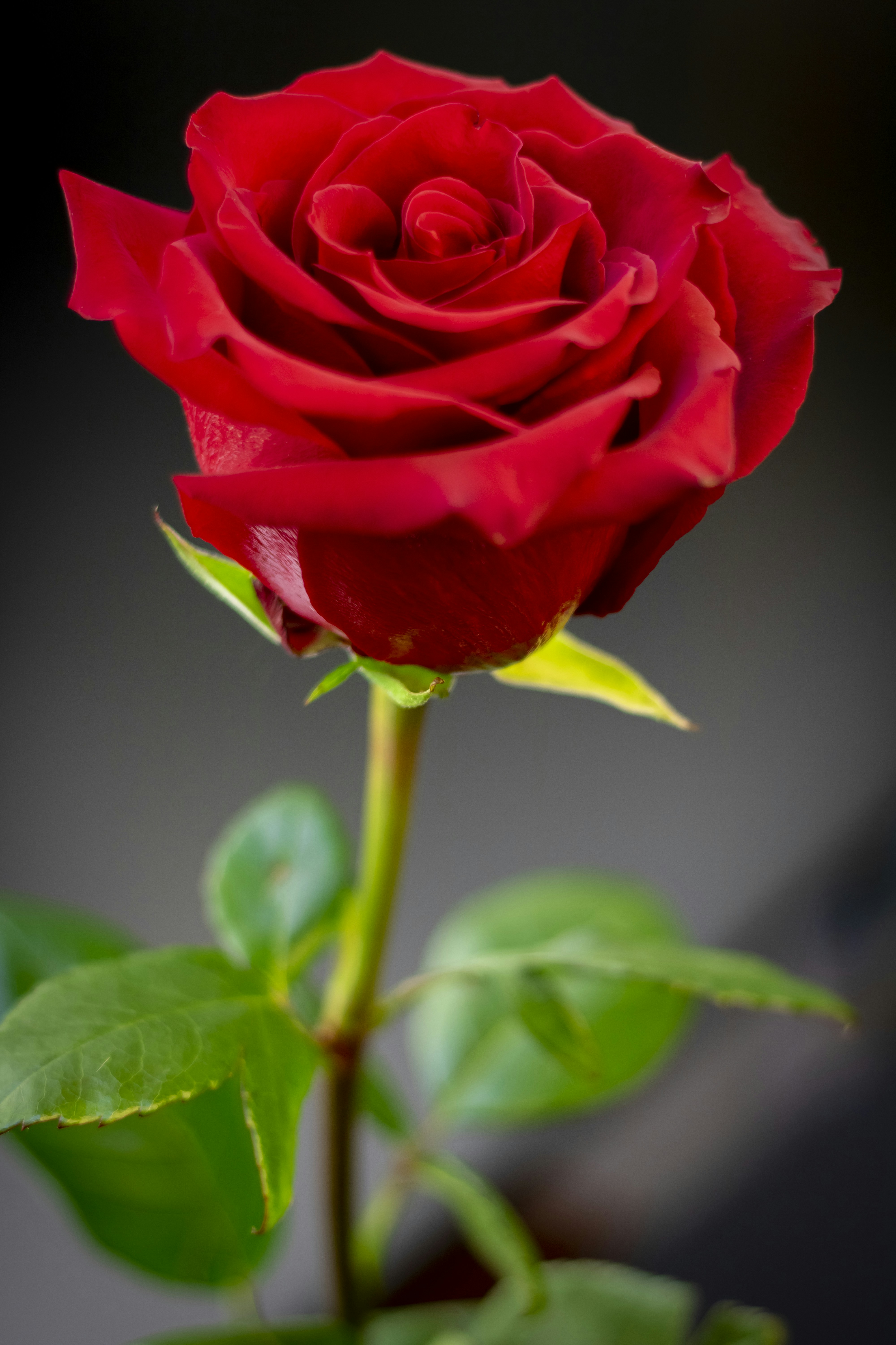 Image of Rose red flower