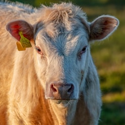 brown cow on green grass field during daytime