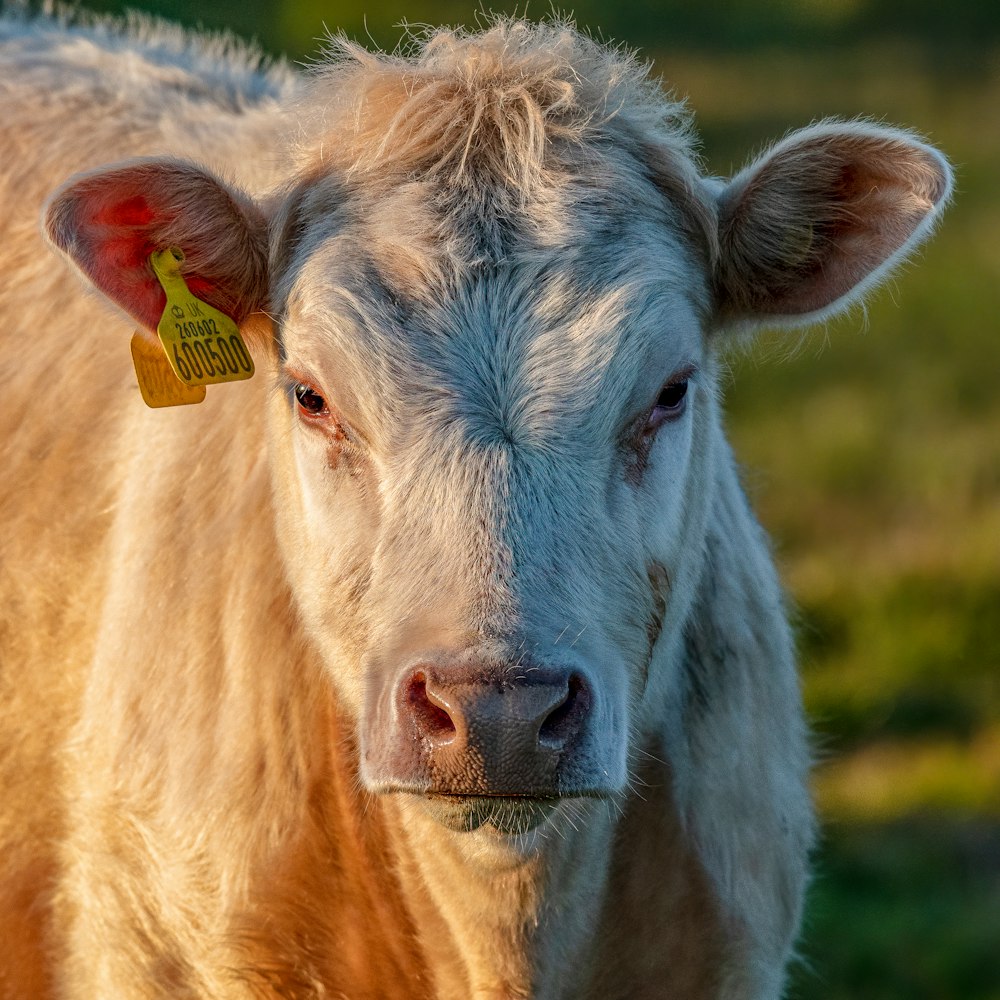 brown cow on green grass field during daytime