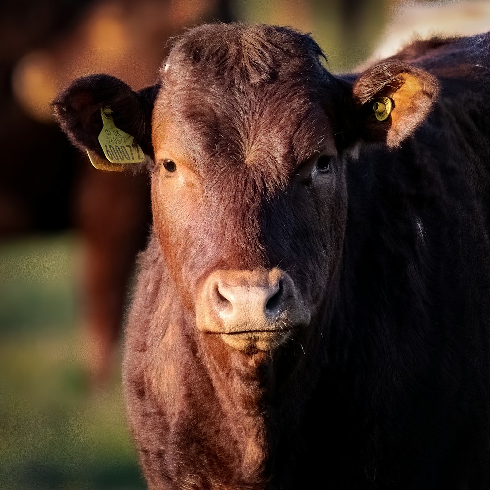 brown cow in green grass field during daytime