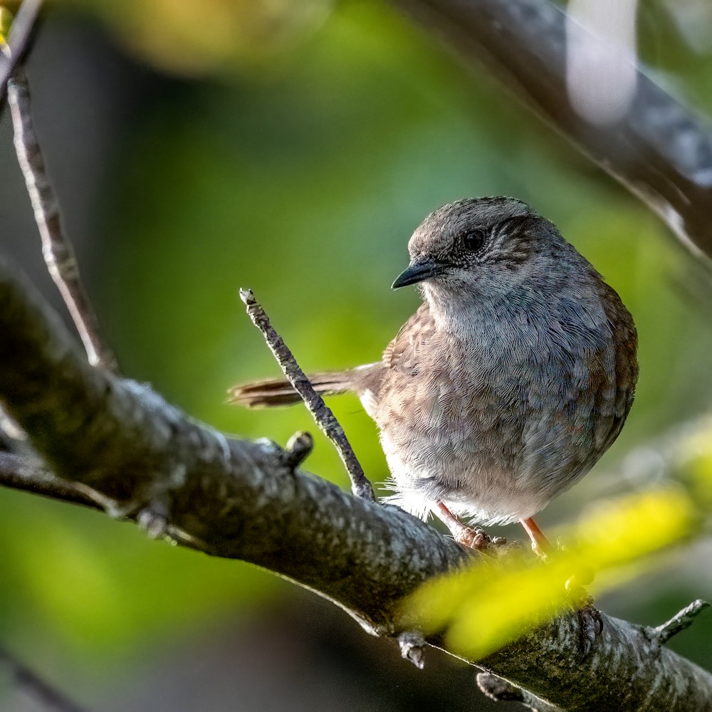 brown bird on tree branch