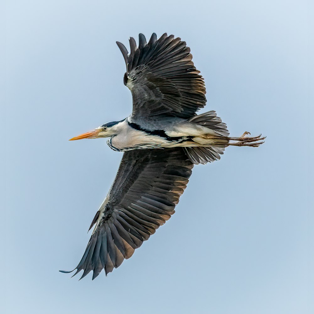 Schwarz-Weiß-Vogel fliegen