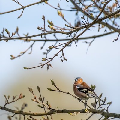 brown and black bird on brown tree branch during daytime