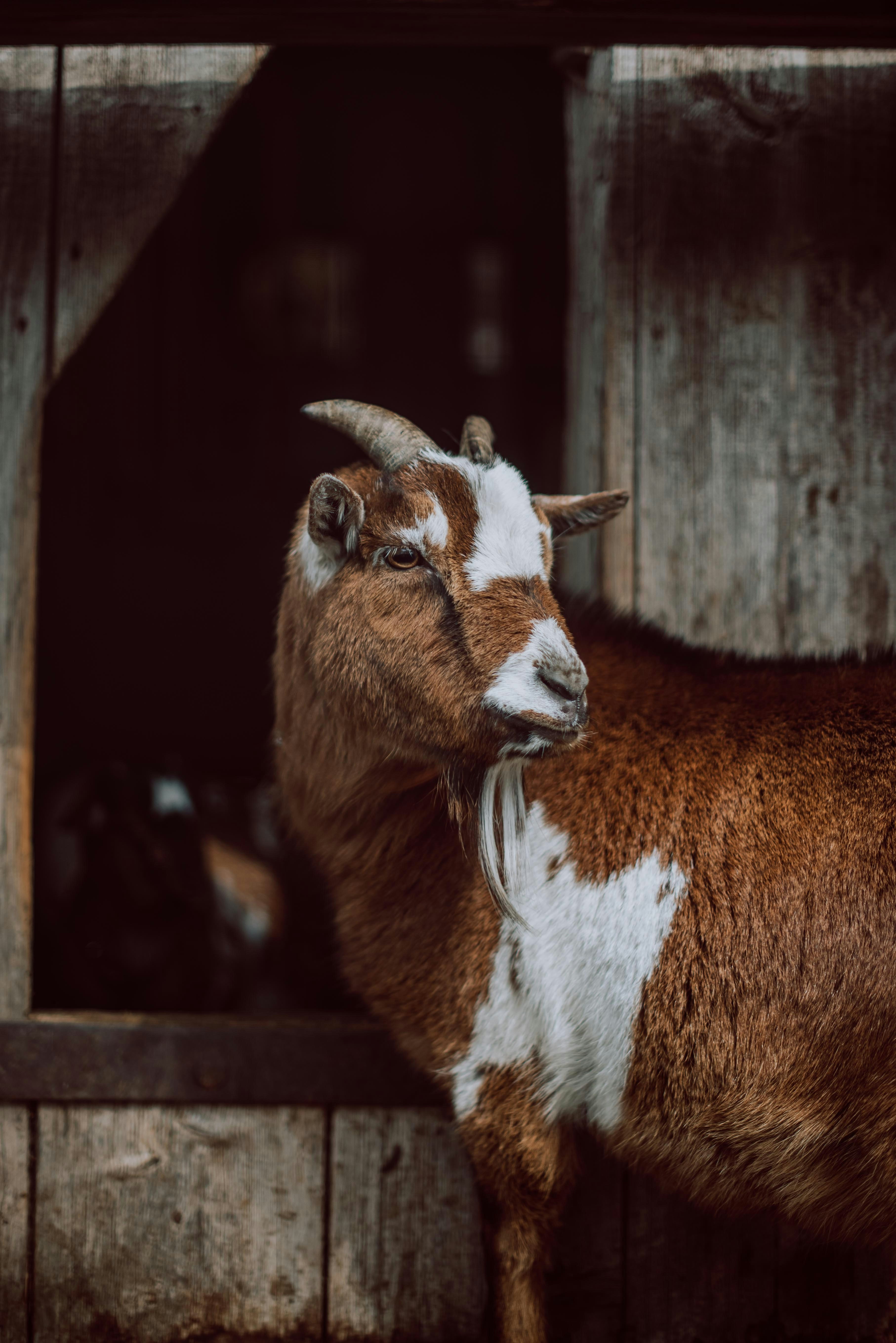 brown and white animal in close up photography