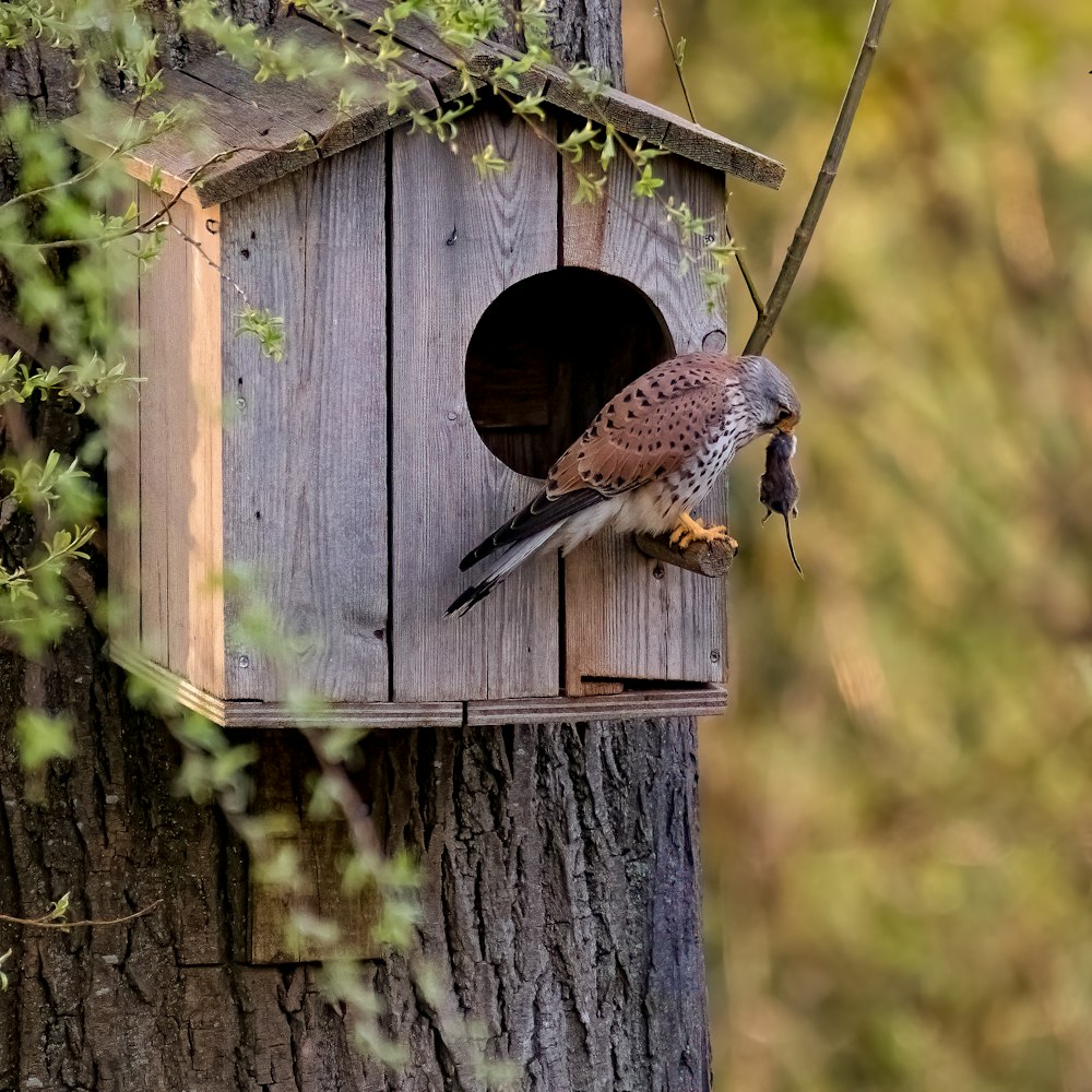brown and white bird on brown wooden bird house