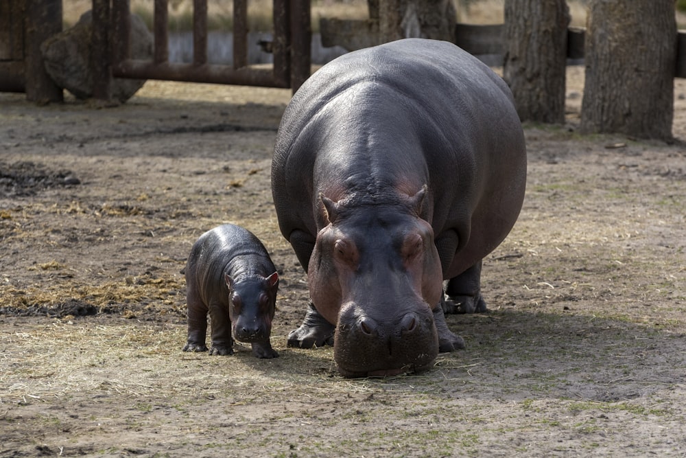 animale marrone e nero su campo marrone durante il giorno