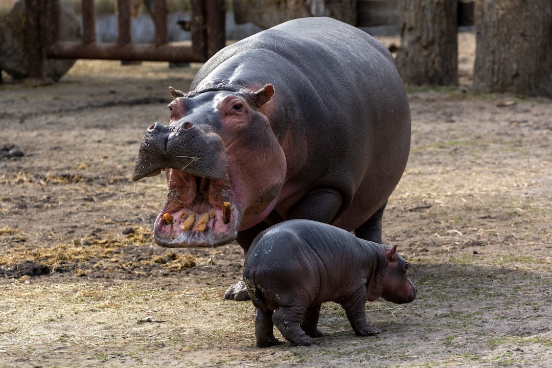  gray rhinoceros on brown field during daytime hippopotamus