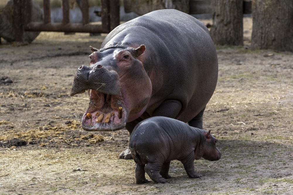 rhinocéros gris sur une friche industrielle pendant la journée