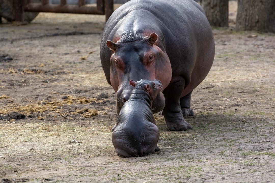 hippopotamus