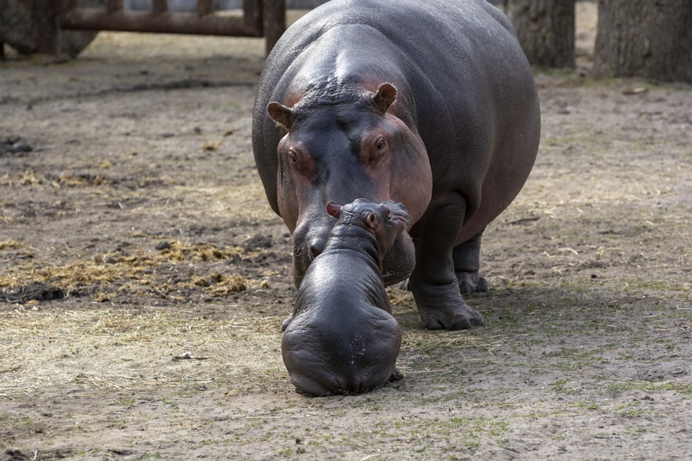 brown rhinoceros on brown field during daytime