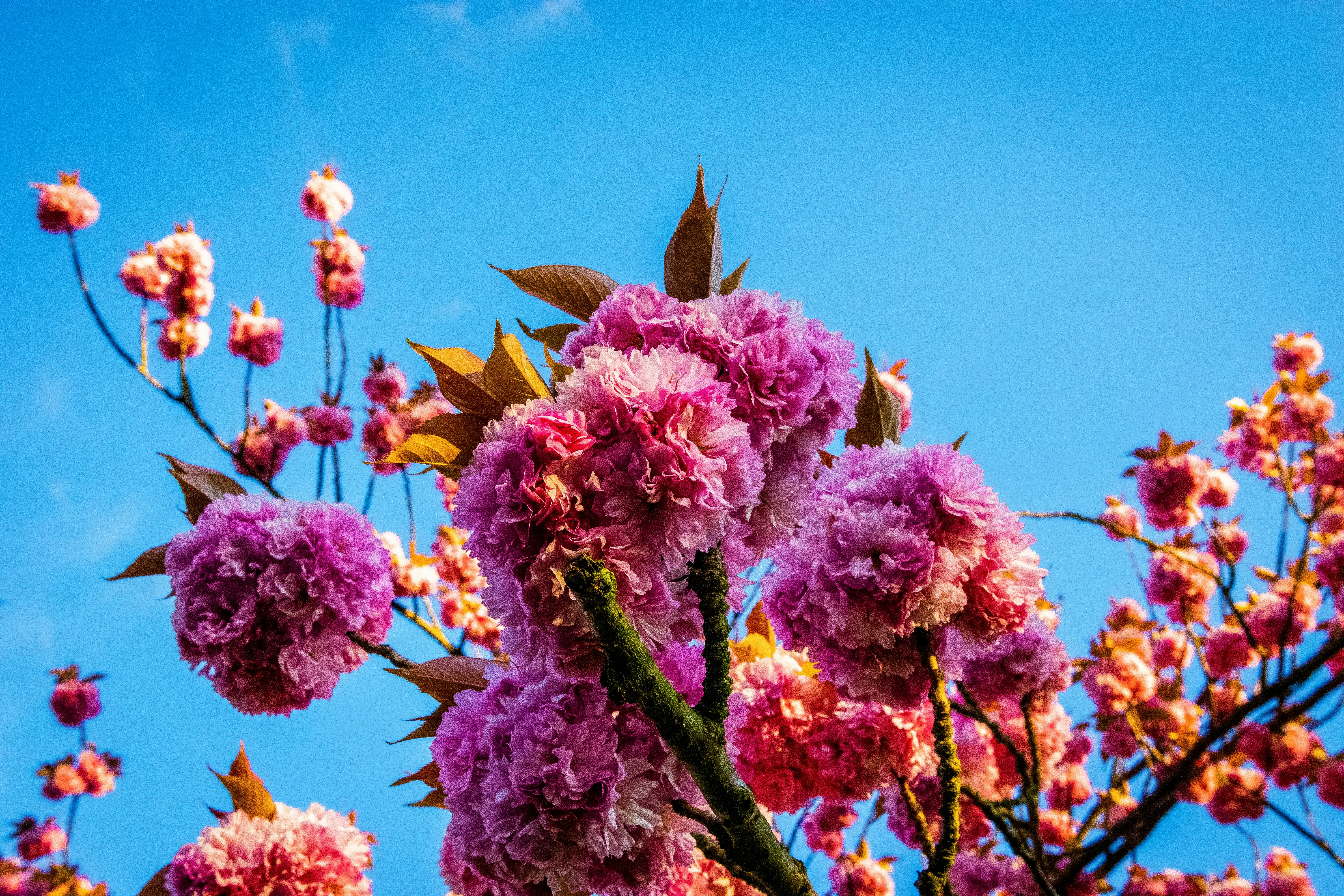 Rhododendronpark