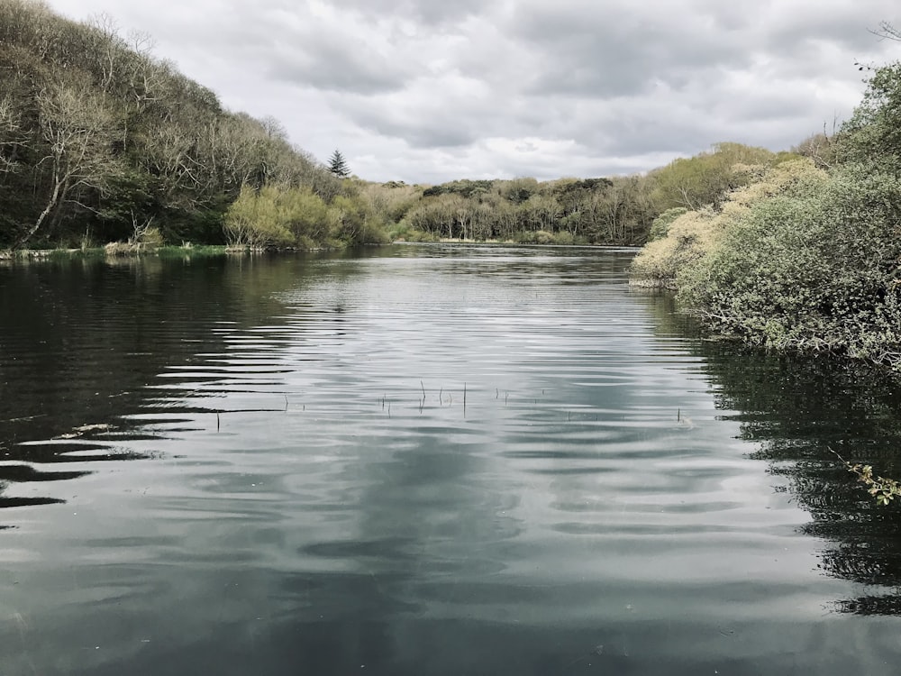 green trees beside river under cloudy sky during daytime