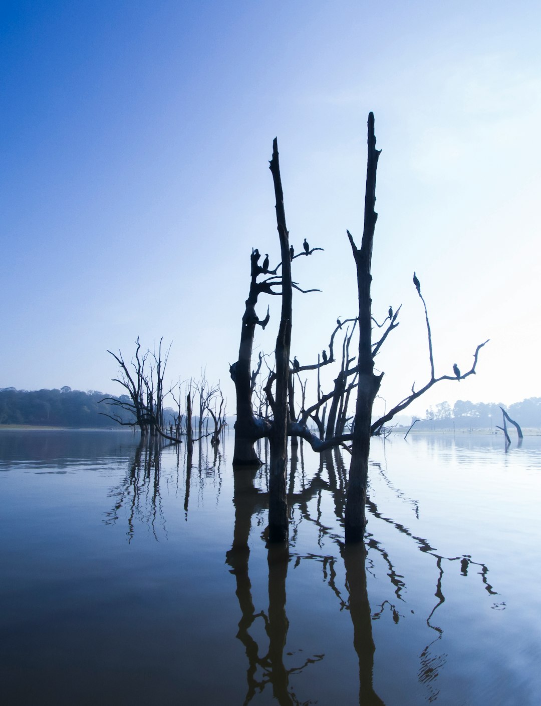 leafless tree on body of water during daytime