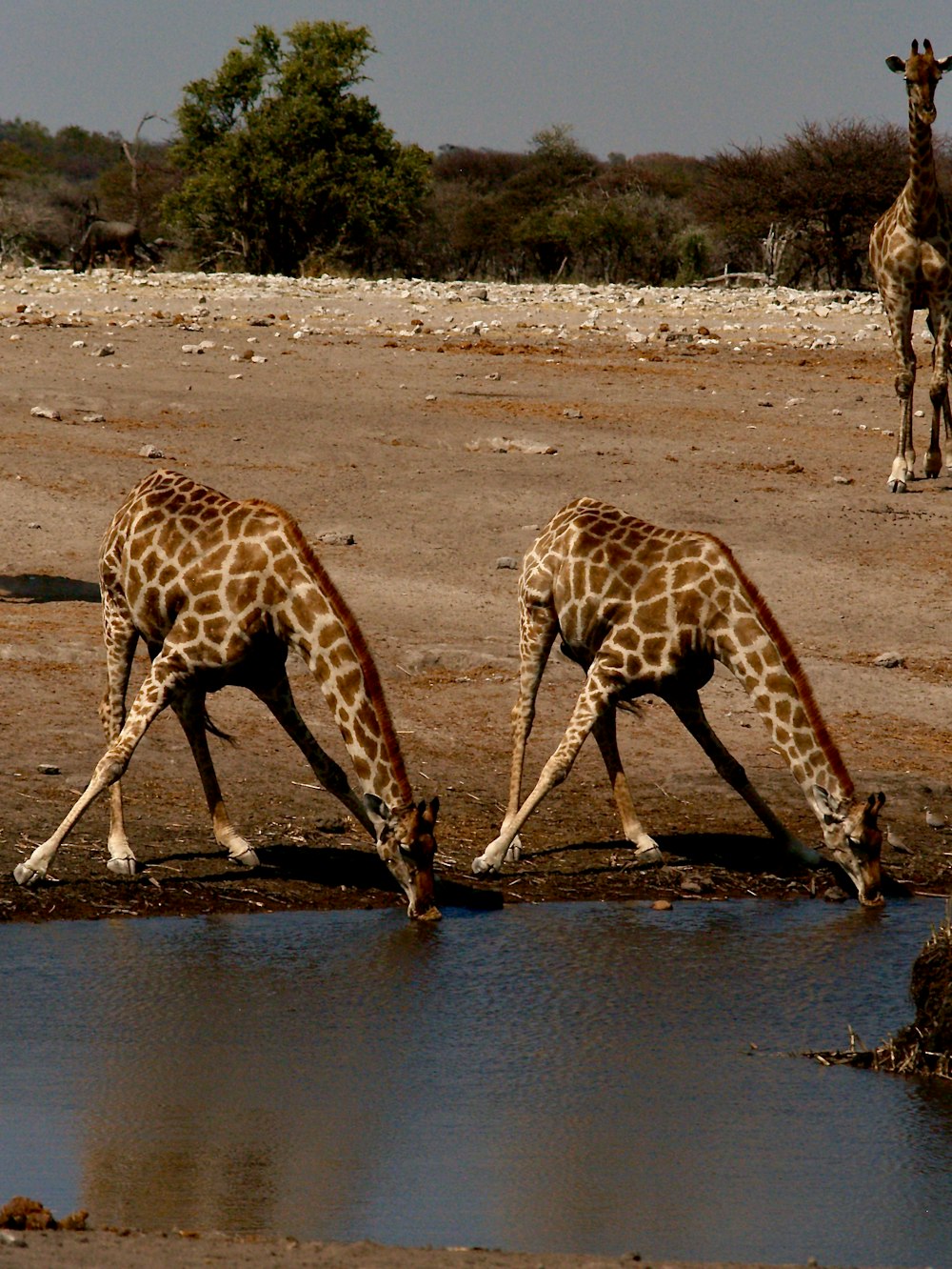 brown giraffe on brown field during daytime