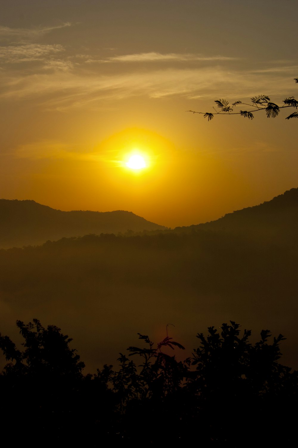 silhouette d’arbres au coucher du soleil