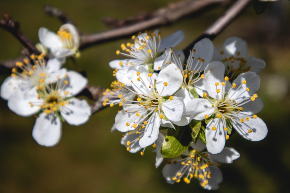 flor de cerejeira branca na fotografia de perto