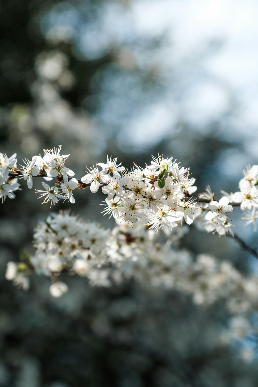 white flowers in tilt shift lens