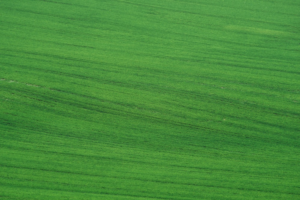 green grass field during daytime