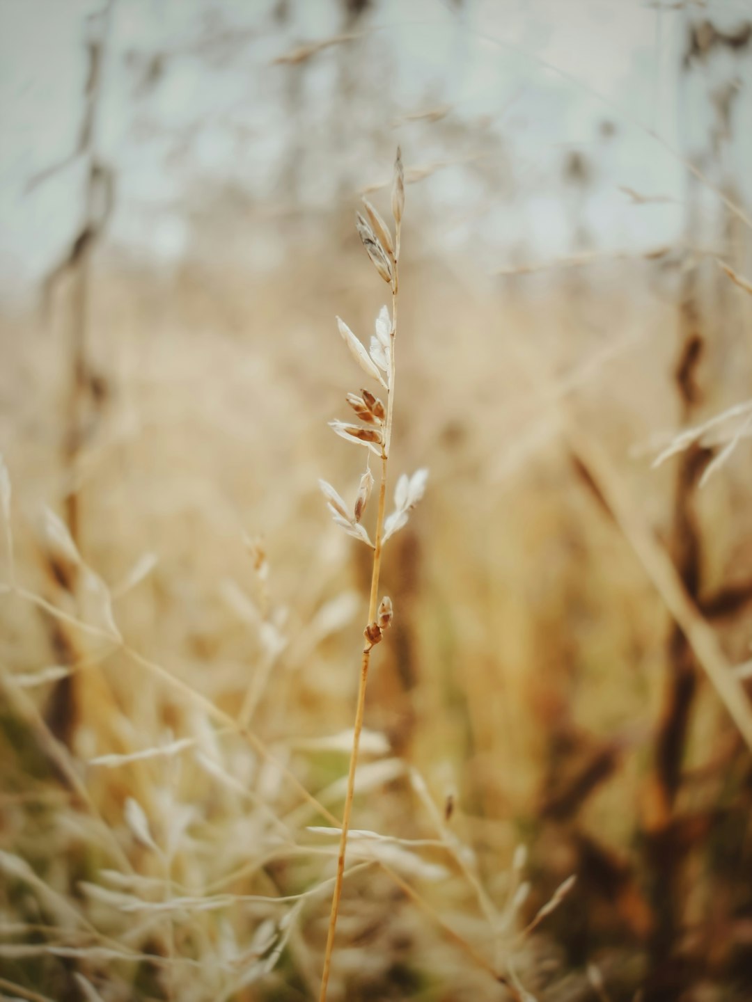 brown wheat field during daytime