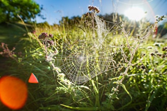 spider web on purple flower