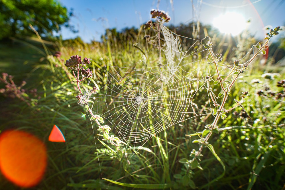 spider web on purple flower