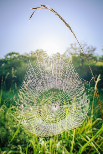 spider web on green grass during daytime