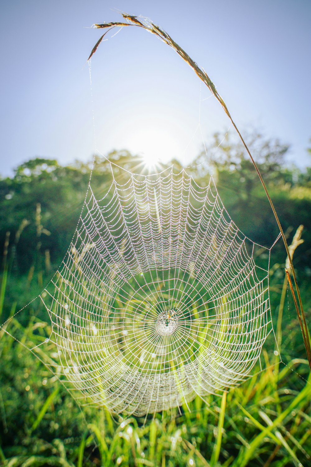 spider web on green grass during daytime