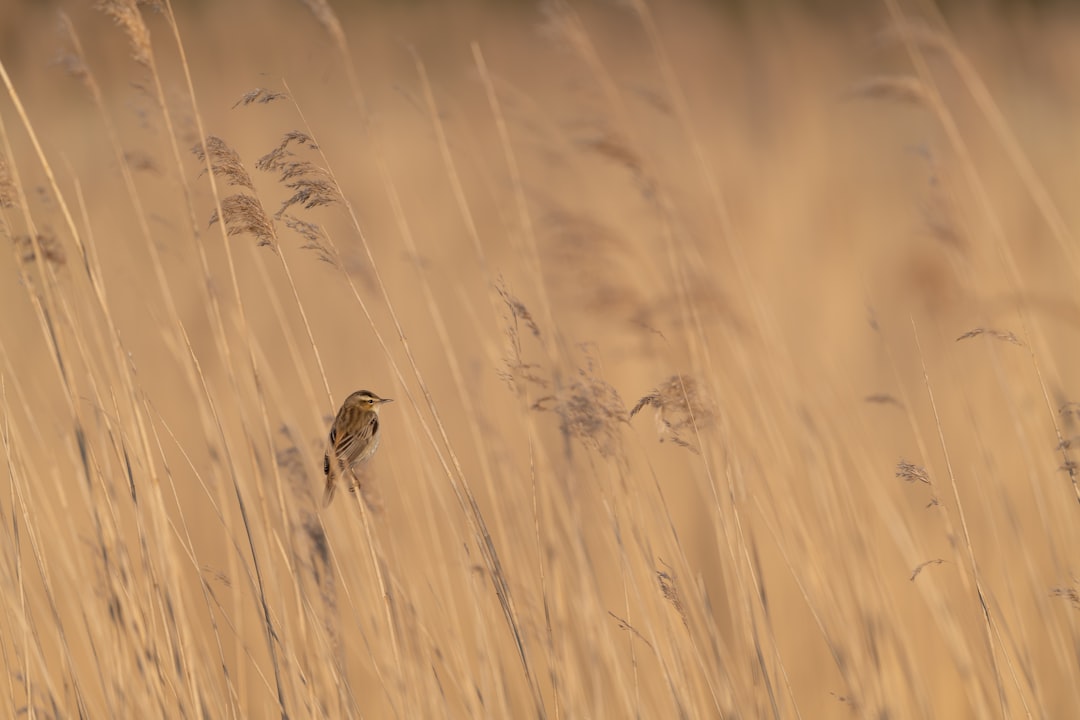brown bird on brown grass during daytime
