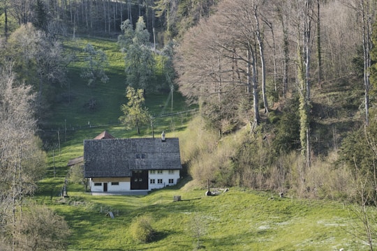 A solitary house is nestled on a lush, green hillside surrounded by a dense forest of tall trees. The landscape is abundant with various shades of green, and the rolling hill provides a sense of tranquility. The rustic house has a dark, sloped roof and white walls, contrasting with the natural environment. There is a small path leading up to the house, and the arrangement of the trees suggests an untouched, serene atmosphere.