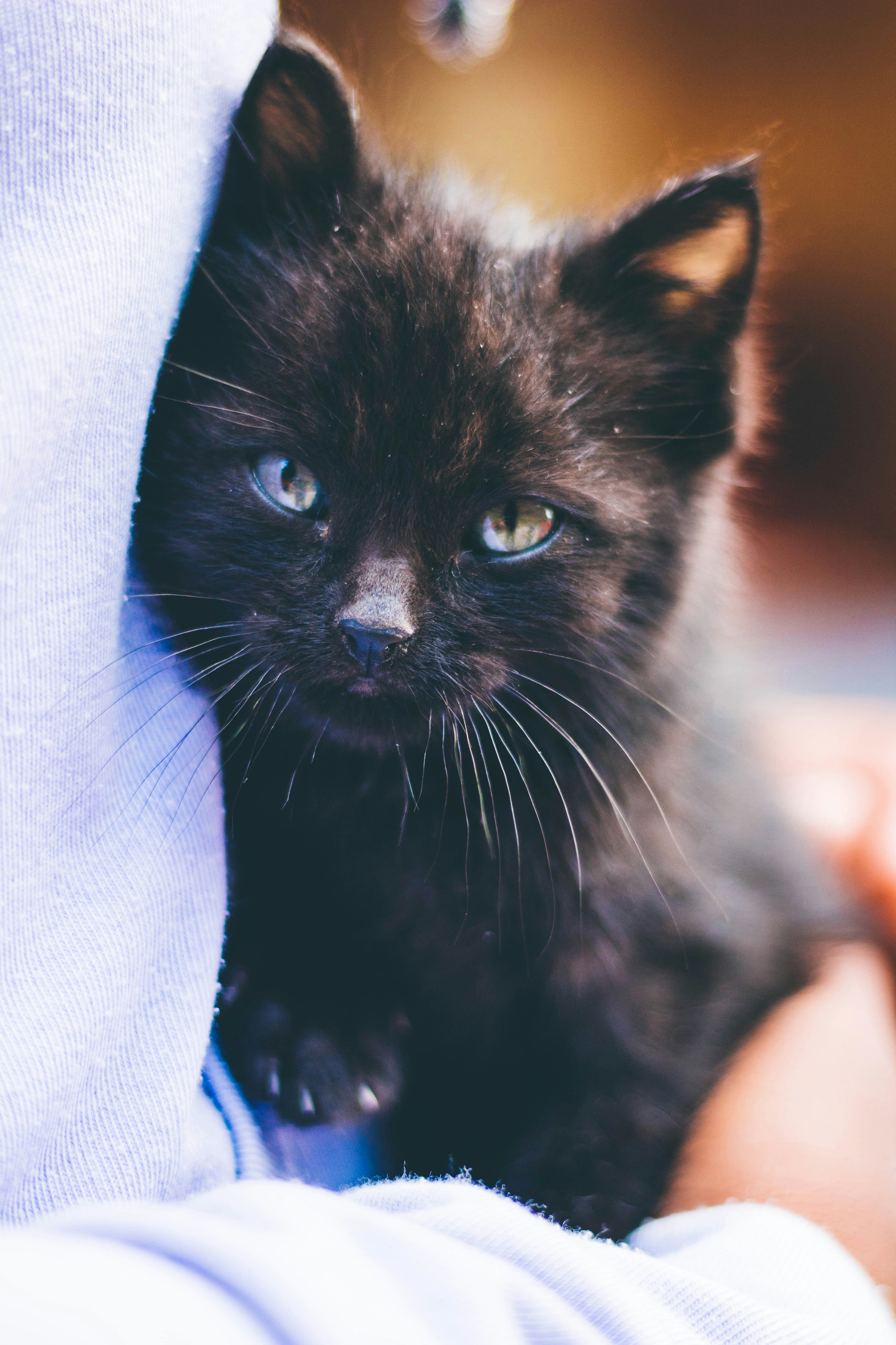 gatto nero sul grembo di persone