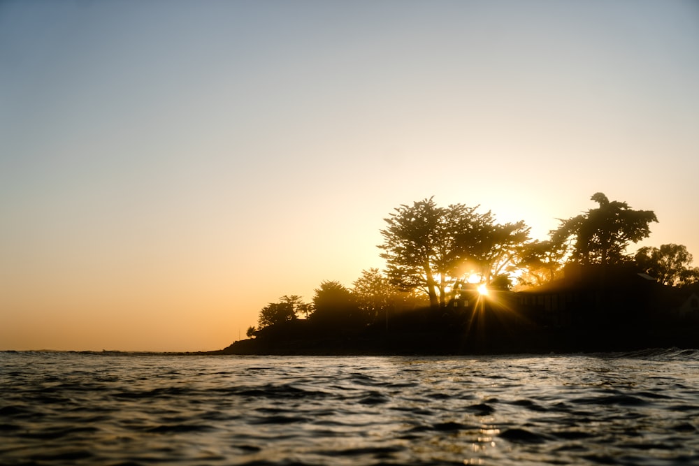 silhouette of tree during sunset