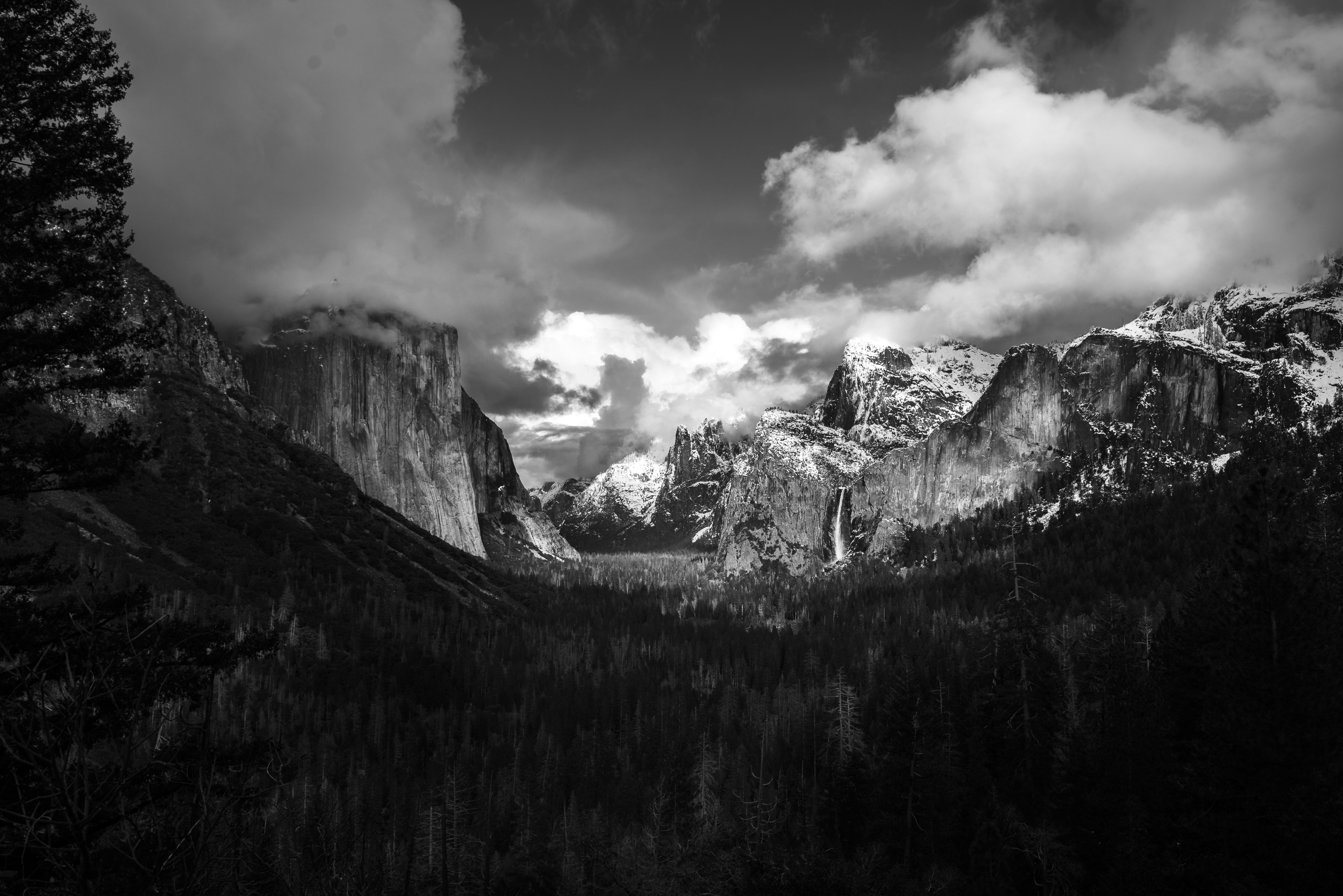 grayscale photo of trees near mountain range