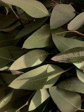 A close-up of eucalyptus leaves glistening in the sunlight, highlighting the beauty of nature.