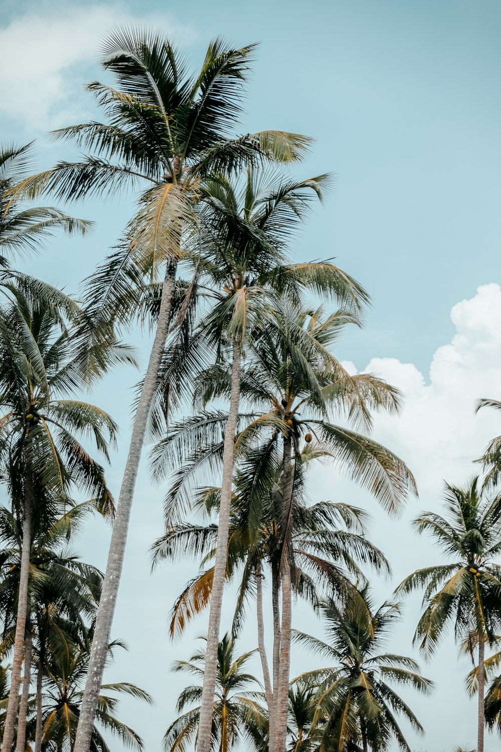 green palm trees under blue sky during daytime