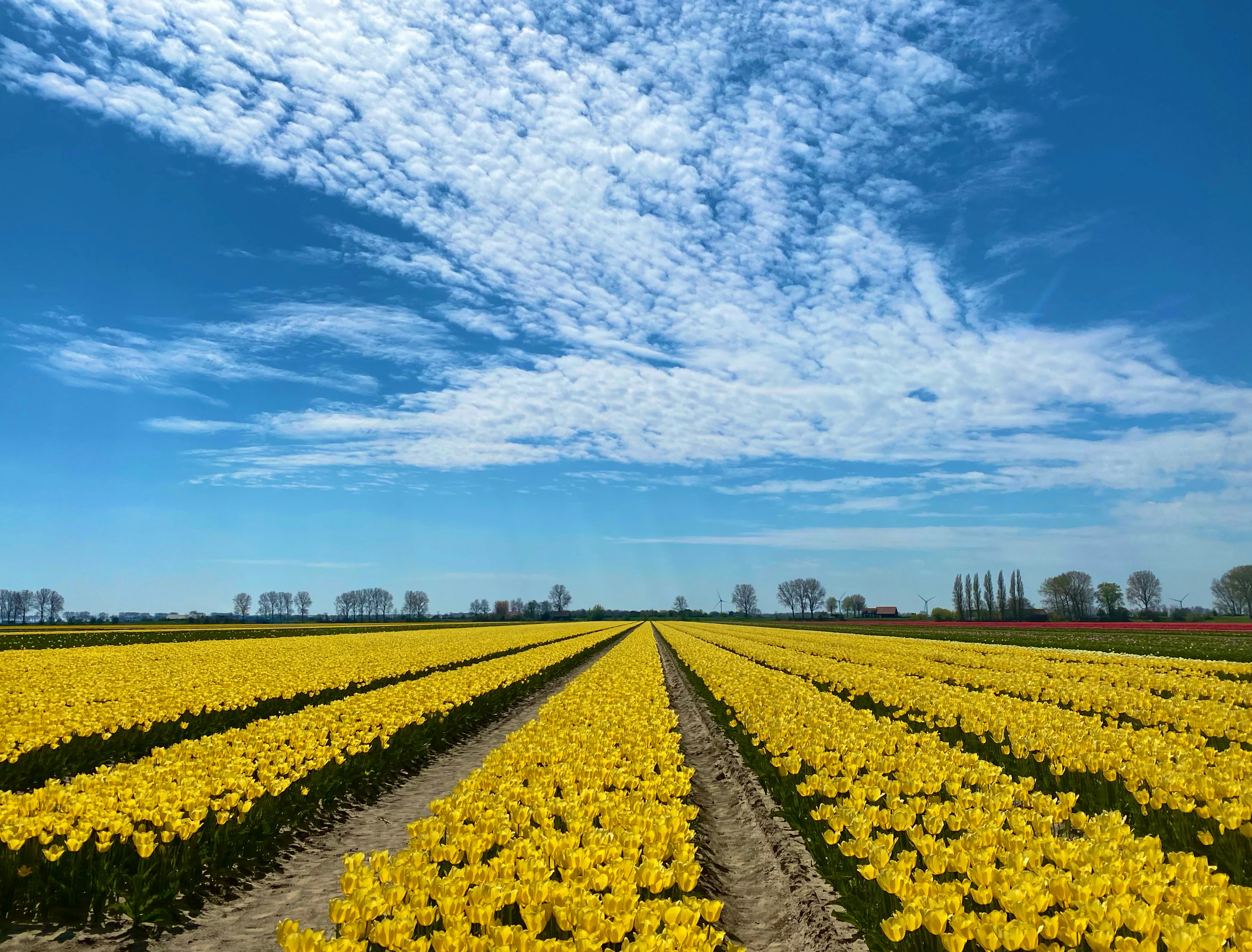 yellow flower field under blue sky during daytime